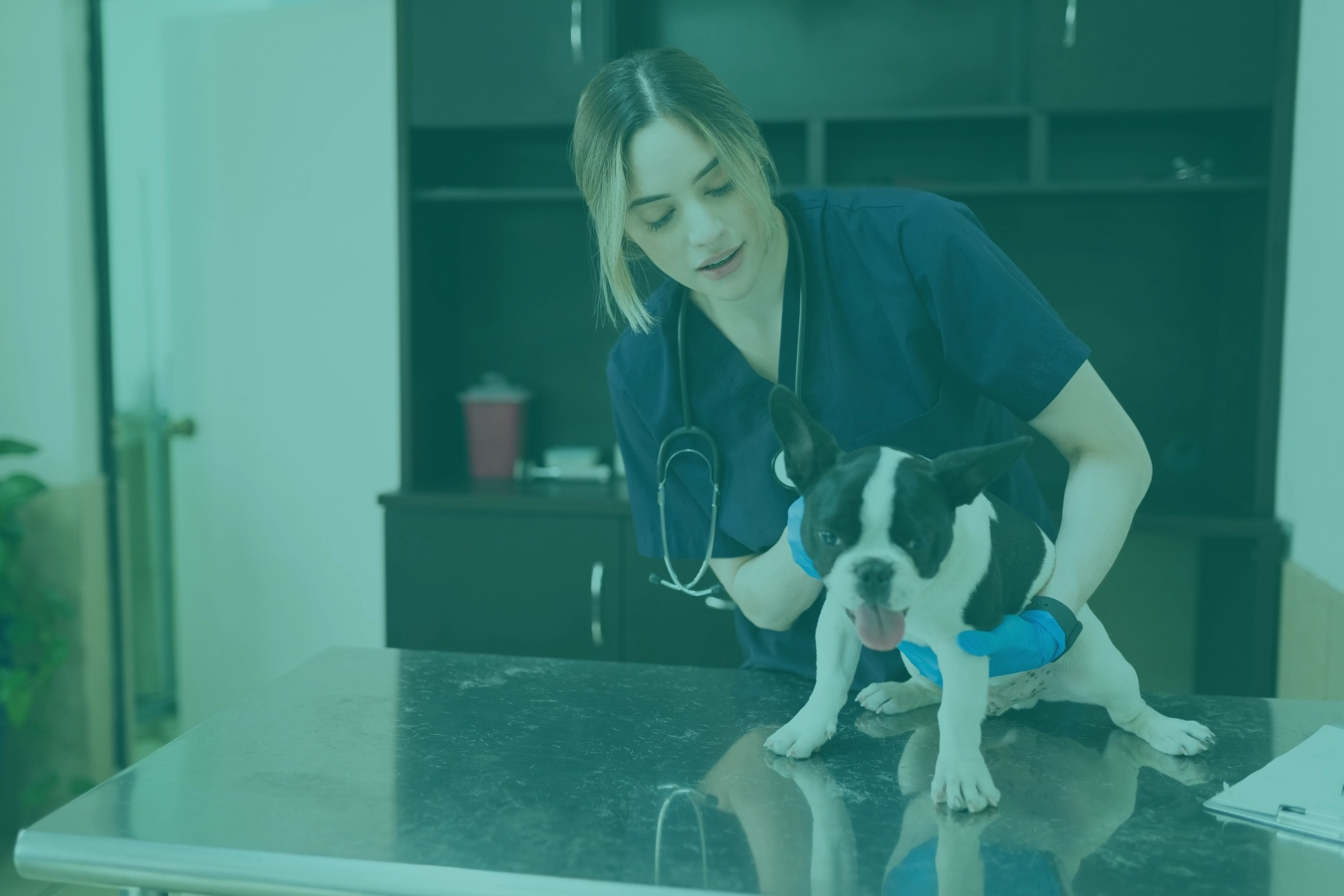 Professional veterinary clinic workspace with pet care and medical elements